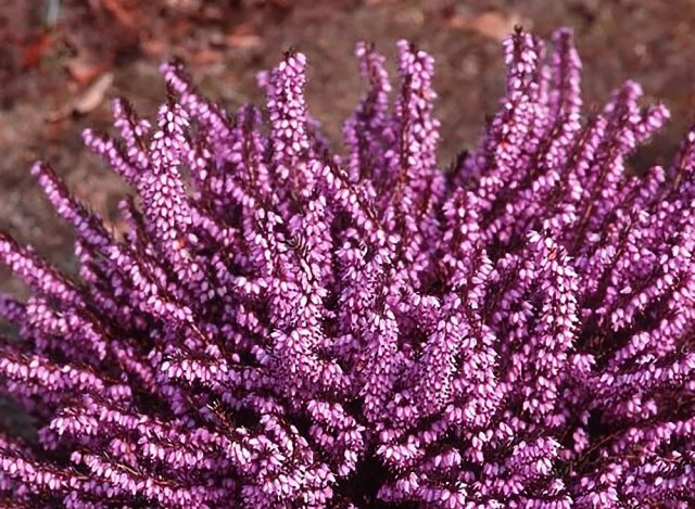 Эрика дарленская (Erica x darleyensis) Эрика дарленская (Erica x darleyensis)