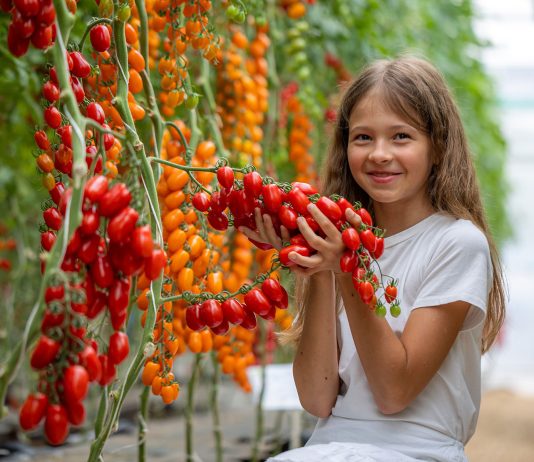 Томаты на любой вкус — выбираем лучшие сорта сезона