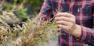 Почему желтеет туя весной и как её спасти?