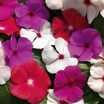 Катарантус «Кора Каскейд XDR» (Catharanthus roseus ‘Cora Cascade XDR’) Катарантус «Кора Каскейд XDR» (Catharanthus roseus ‘Cora Cascade XDR’)