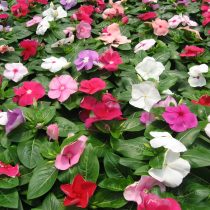 Катарантус «Титан» (Catharanthus roseus ‘Titan’) Катарантус «Титан» (Catharanthus roseus ‘Titan’)