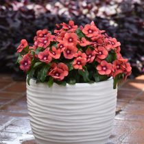 Катарантус «Тату» (Catharanthus roseus ‘Tattoo’) Катарантус «Тату» (Catharanthus roseus ‘Tattoo’)