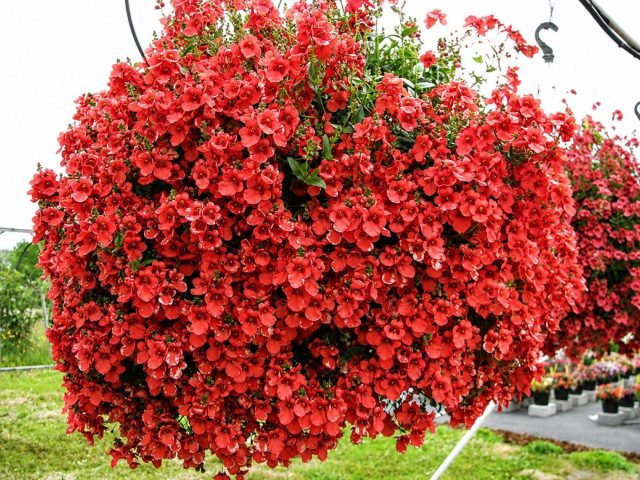 Диасция «Дарла» (Diascia barberae ‘Darla’) Диасция «Дарла» (Diascia barberae ‘Darla’)
