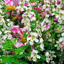 Ангелония «Серена» (Angelonia angustifolia ‘Serena’) Ангелония «Серена» (Angelonia angustifolia ‘Serena’)