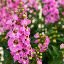 Ангелония «Архангел» (Angelonia angustifolia ‘Archangel’) Ангелония «Архангел» (Angelonia angustifolia ‘Archangel’)