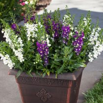 Ангелония «Алония» (Angelonia angustifolia ‘Alonia’) Ангелония «Алония» (Angelonia angustifolia ‘Alonia’)
