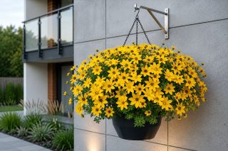 Биденс «Сан Дроп» (Bidens ferulifolia ‘Sun Drop’) Биденс «Сан Дроп» (Bidens ferulifolia ‘Sun Drop’)
