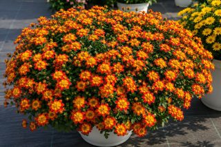 Биденс «Биданс» (Bidens ferulifolia ‘Beedance’) Биденс «Биданс» (Bidens ferulifolia ‘Beedance’)