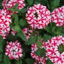 «Ланай» (Verbena ‘Lanai’) «Ланай» (Verbena ‘Lanai’)