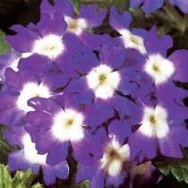 «Обсешн» (Verbena ‘Obsession’) «Обсешн» (Verbena ‘Obsession’)