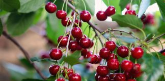 Лучшие сорта вишни для средней полосы: самые вкусные и устойчивые