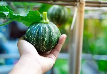 Почему стоит посадить маленькие тыквы: 10 удачных сортов для дачи