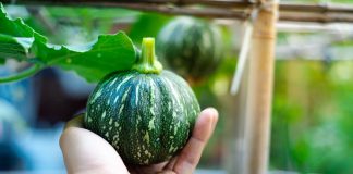 Почему стоит посадить маленькие тыквы: 10 удачных сортов для дачи