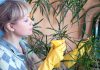 Стимуляторы роста для комнатных растений: когда они уместны, а когда только мешают