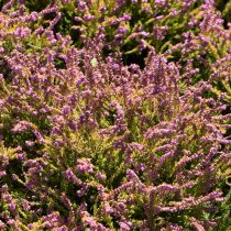 Вереск «Х. Э. Бил» (Calluna vulgaris ‘H.E. Beale’) Вереск «Х. Э. Бил» (Calluna vulgaris ‘H.E. Beale’)