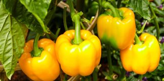 Чем подкормить перец для хорошего урожая?