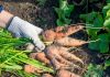 11 ошибок, из-за которых морковь вырастет мелкой, «рогатой» и несладкой