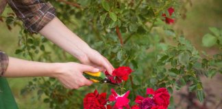 7 цветов, которые нужно обрезать после первой волны цветения