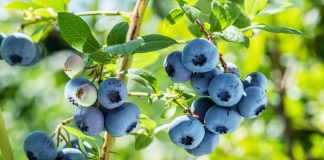 Черника или голубика? Как отличить и вырастить вкусную ягоду на даче