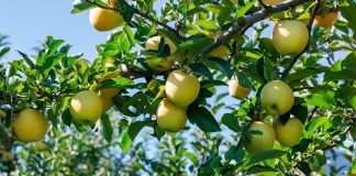 Летняя подкормка яблонь: как, чем и когда удобрять для сладких плодов