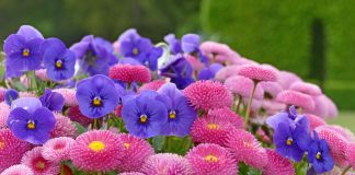 5 цветов, которые я сажаю в августе для самой ранней клумбы