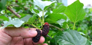 6 новых культур в моём саду, от которых я в восторге