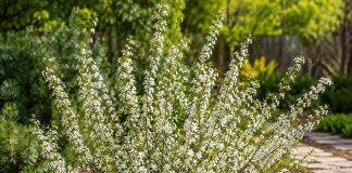 Бессея, или песчаная вишня: лучшая культура для сложных участков?
