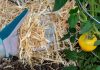 Что я всегда мульчирую летом в саду, огороде и цветнике - Цветник и ландшафт Что я всегда мульчирую летом в саду, огороде и цветнике