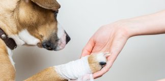Дачная аптечка для питомца: что обязательно нужно взять с собой за город