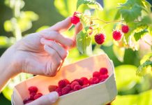Как повысить урожайность малины и получить крупную ягоду? - Блоги компаний Как повысить урожайность малины и получить крупную ягоду?