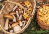 Какие грибы солить, а какие жарить? Разбираемся с каждым - Рецепты Какие грибы солить, а какие жарить? Разбираемся с каждым