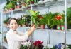 Секреты флориста: какие растения лучше брать маленькими, а какие сразу большими - Комнатные растения Какие комнатные растения лучше покупать маленькими, а какие сразу большими