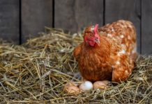 Почему куры перестали нестись: 10 самых частых причин - Животные Почему куры перестали нестись: 12 причин, которые чаще всего виноваты