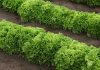 Салат, который захочется выращивать снова: 7 урожайных и вкусных сортов - Сад и огород Салат, который захочется выращивать снова: 7 урожайных и вкусных сортов