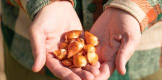 Осенняя посадка тюльпанов и луковичных: пошаговое руководство для пышного весеннего цветения - Блоги компаний