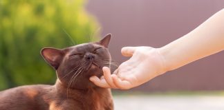 10 самых тактильных пород кошек — а ваша в списке? - Домашние животные 10 самых тактильных пород кошек — а ваша в списке?