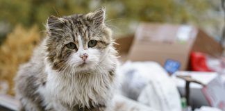 Как взять домой кошку с улицы: пошаговый план без лишнего риска - Домашние животные Как взять домой кошку с улицы: пошаговый план без лишнего риска