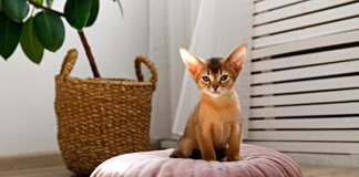 10 пород кошек, которые почти не линяют: меньше шерсти и уборки - Домашние животные Короткая шерсть сама по себе не обещает чистый диван: главный вклад в линьку вносят густота подшёрстка и строение покрова. Поэтому породу разумнее оценивать не по длине волоса, а по типу всей шубы.
