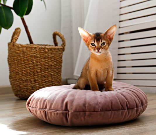 10 пород кошек, которые почти не линяют: меньше шерсти и уборки - Домашние животные Короткая шерсть сама по себе не обещает чистый диван: главный вклад в линьку вносят густота подшёрстка и строение покрова. Поэтому породу разумнее оценивать не по длине волоса, а по типу всей шубы.