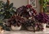7 оттенков чёрного: комнатные растения для необычной коллекции - Блоги компаний 7 оттенков чёрного: комнатные растения для необычной коллекции