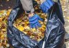 Куда пристроить опавшую листву в саду? 8 полезных применений - Блоги компаний Куда пристроить опавшую листву в саду? 8 полезных применений