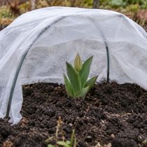 Бутон чувствительнее к морозу, чем молодые листья. Перед сильным похолоданием над растением устанавливают небольшие дуги и натягивают спанбонд, чтобы материал не касался цветоноса.
