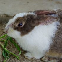 Плотные бурые корки в ушной раковине — один из наиболее узнаваемых признаков ушного клеща у кролика. При такой картине проверяют всех кроликов и клетки, а диагноз подтверждают до начала обработки. Фото: adobestock / Jantra2018 Плотные бурые корки в ушной раковине — один из наиболее узнаваемых признаков ушного клеща у кролика. При такой картине проверяют всех кроликов и клетки, а диагноз подтверждают до начала обработки. Фото: adobestock / Jantra2018