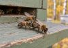 Почему осенью пчёлы выгоняют трутней из улья и что делать пчеловоду? - Животные Рабочие пчёлы вытесняют трутня с прилётной доски. Осенью семье нужно сохранить корм и тепло для зимующих пчёл; самцы после окончания сезона размножения в этой подготовке не участвуют.
