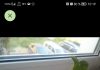 Помогите опознать растение
