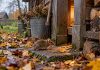 10 популярных ошибок при борьбе с мышами — и как их избежать